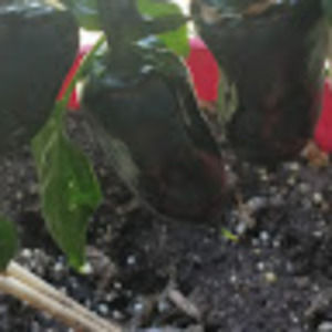 Meet your Posher, Crystal